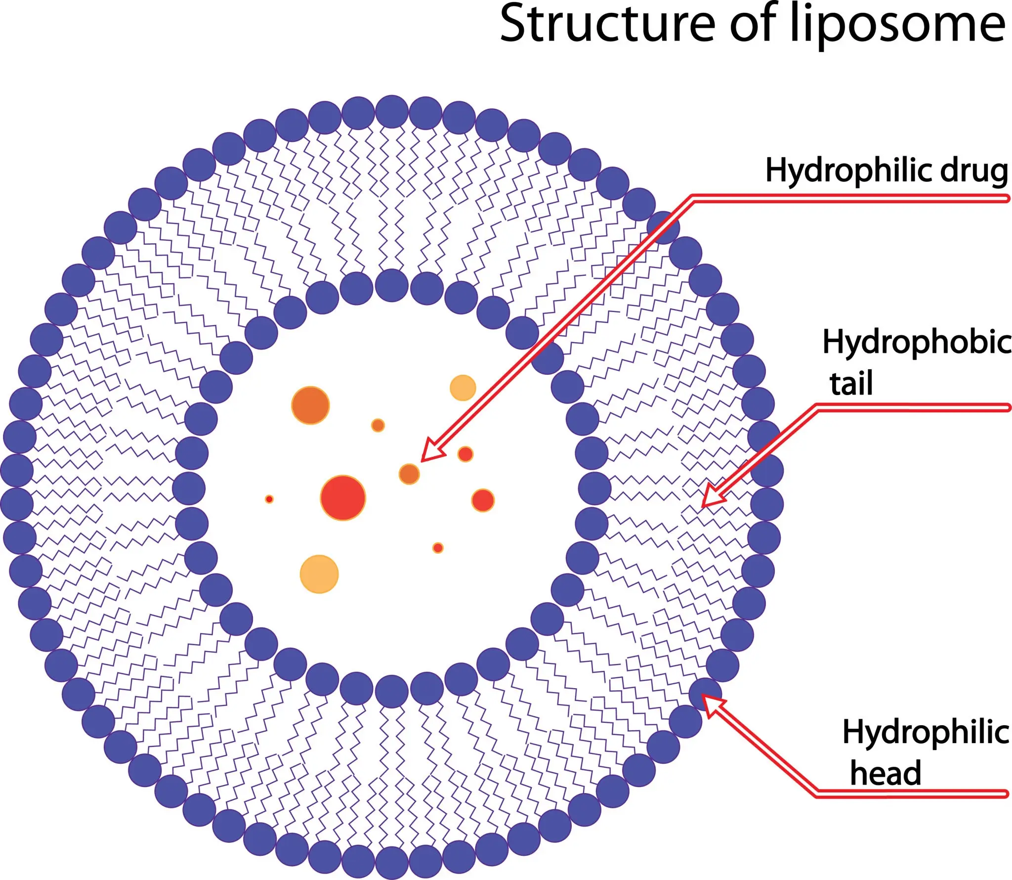 Liposomal Technology
