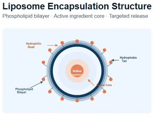 Liposome structure diagram