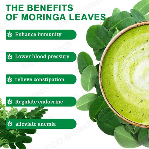 Organic Moringa Powder Bulk Supply | Reson