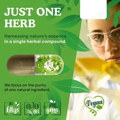 Bacopa Monnieri Capsules OEM Manufacturer