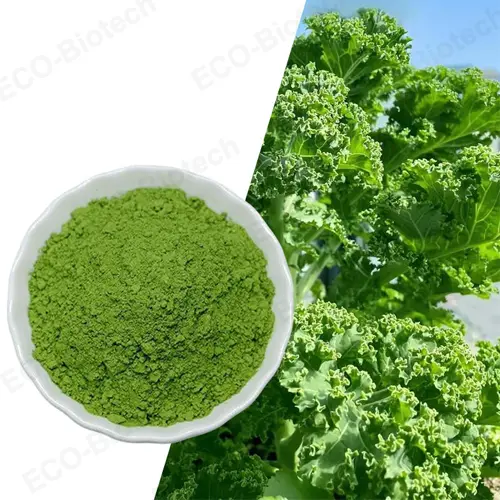 Organic kale powder a superfood for nutritional supplements